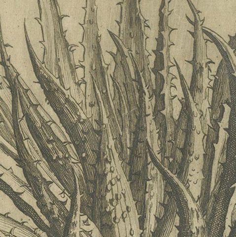 Aloe Afric Humilis Botanical Engraving from Caspar Commelin’s Work, 1706, close-up 6