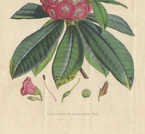 Antique Botany Print of the Rhododendron Barbatum by Van Houtte, 1849, view 4