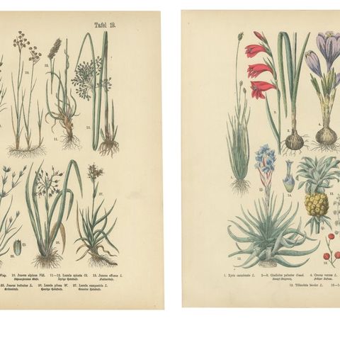Antique German Botanical Atlas Plates, Grasses & Exotic Plants, 1885, close-up 1