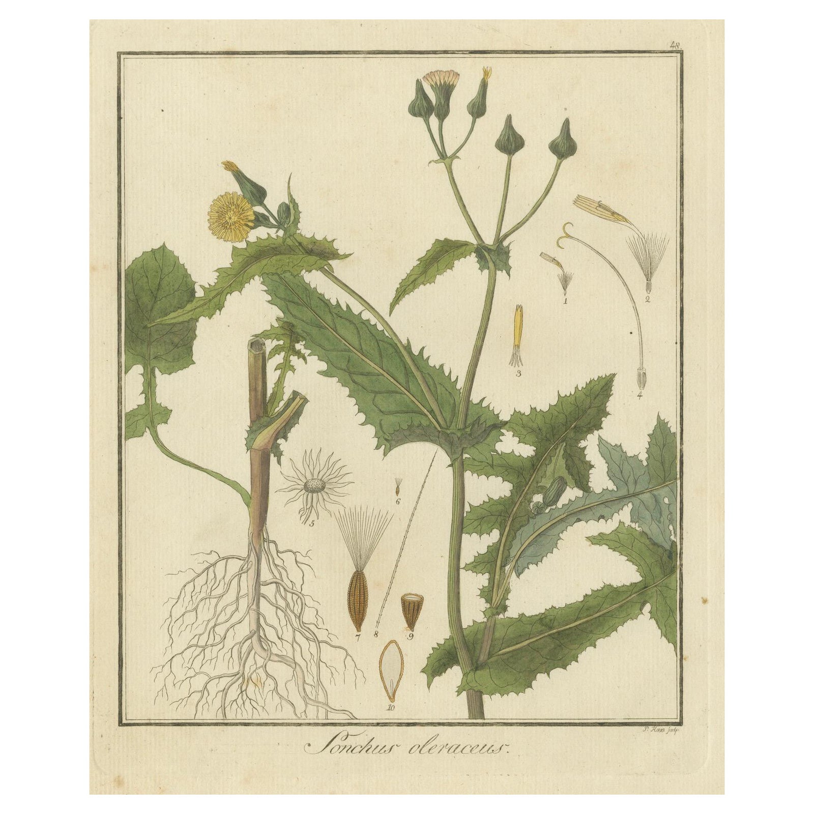 Botanical Illustration of Sonchus Oleraceus or Common Sow Thistle, 1822