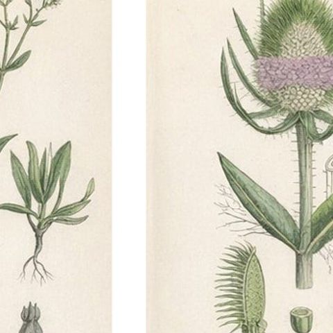 Set of 8 English Botanical Prints 1902, Teasel & Scabious, Sowerby, close-up 1