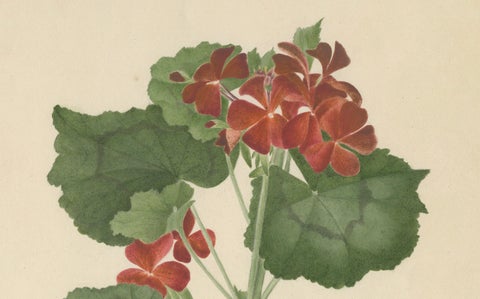 Two Stems with Red Flowers, Botanical Watercolor by A.L., 1819, close-up 4