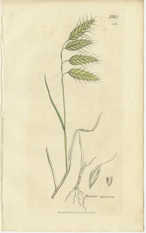 Set of 8 Antique Botanical Engravings of Bromus (Brome Grasses), c.1830, view 4