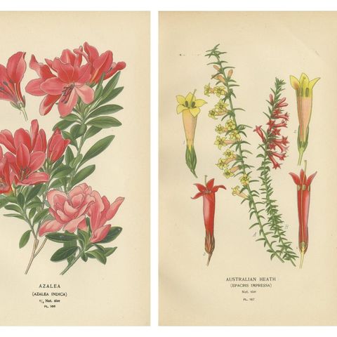 1897 Antique Botanical Prints, Azalea, Heath Varieties and Sea Lavender, close-up 1