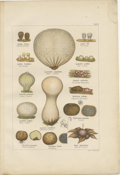 Set of 6 Antique Mycology Prints of the Common Stinkhorn & Other Mushrooms, 1875, view 3