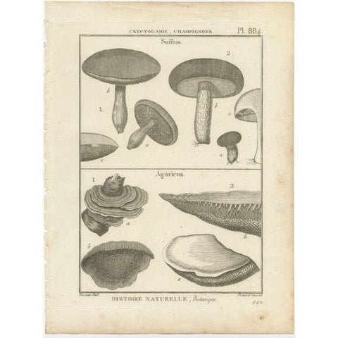 Decorative Antique Engraving of Suillus and Agaricus Mushrooms, c.1800, view 2