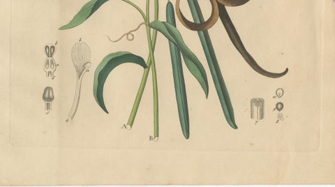Antique Vanilla Botanical Print, Vanilla Planifolia, Hand Colored, c.1831, close-up 3