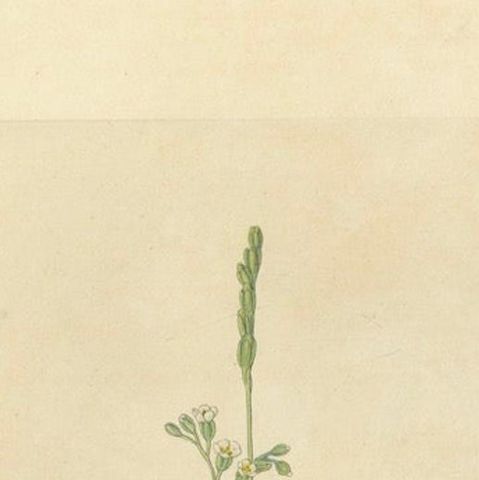 The Delicate Predator: Botanical Illustrations of Drosera, 1777, close-up 5