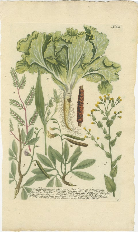 Botanical Splendor: Laburnum and Florae in 18th Century Etching, 1748, view 2