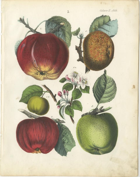 Antique Fruit Chromolithographs, Pears and Apples, Set of Six, Calwer 1854, view 6