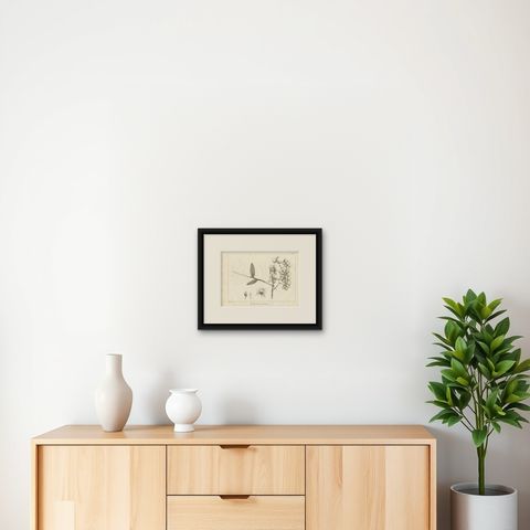 Antique Print of the Musky-Smelling Dendrobium by Symes '1800', shown framed on a wall, true to size