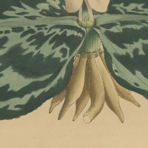 Antique Botanical Print of a Gesneria species, close-up 2