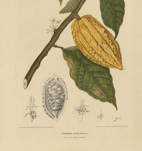 Antique Botany Print of a White Cacao Tree by Van Nooten, circa 1875, view 4