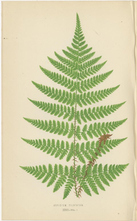 Set of 3 Antique Fern Prints, Aspidium Pubescens, Elongatum, Dilatatum (c.1868), view 4