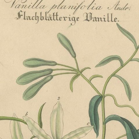 Antique Vanilla Botanical Print, Vanilla Planifolia, Hand Colored, c.1831, close-up 4