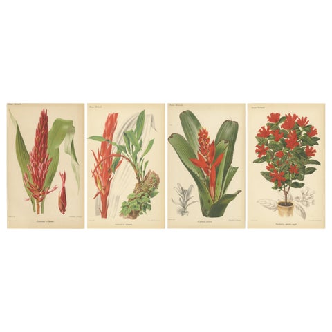 Exotic Botanicals: Pitcairnia, Neumannia, Echnea, and Burchellia, circa 1880