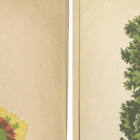 Contrasts in Nature: Pelargonium and Brassica, Botanical Art from 1880, close-up 1