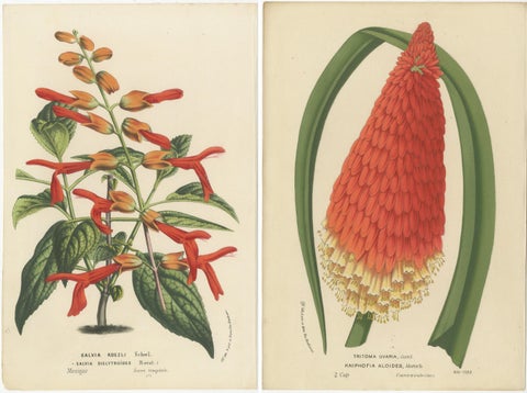 Vivid Visions: Roezl's Sage and Red Hot Poker in Botanical Art, circa 1875, view 4