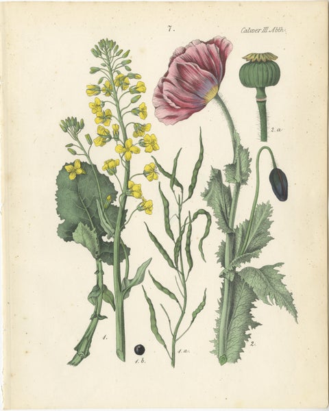 1854 Hand-Colored Botanical Lithograph of Rapeseed and Poppy, view 2