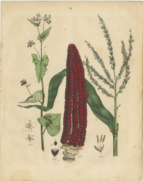 Antique Maize Botanical Print, Corn Plant Study, Germany 1852, view 2