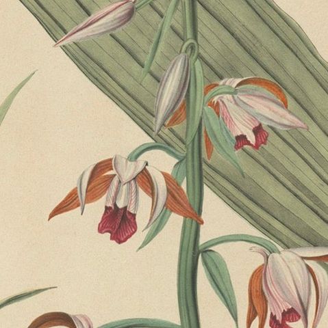 Large Masterpiece of Botanical Illustration from the Dutch East Indies, 1854, close-up 6