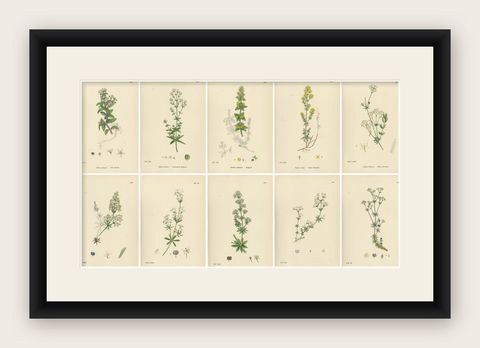 Antique Botanical Prints, Decorative Set of 10 Bedstraw Plant Engravings, 1902, shown framed