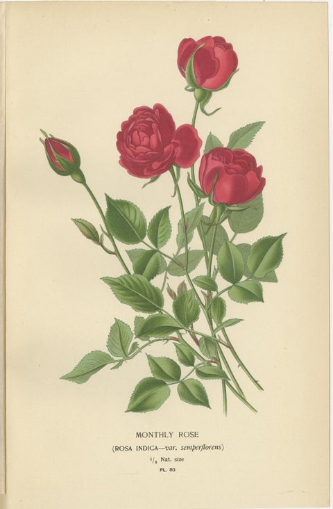 Antique Botanical Prints Collection: Roses and Greenhouse Favorites (1897), view 4