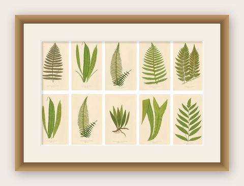 Exotic Victorian Fern Lithograph Collection with English Species Names, 1856, shown framed