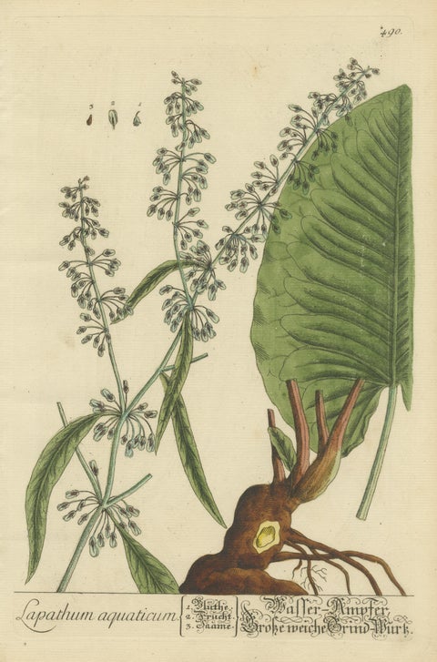 Antique Botanical Print of Rumex Aquaticus, view 3