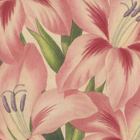 Antique Botany Print of a Pink Gladiolus Species '1848', close-up 2