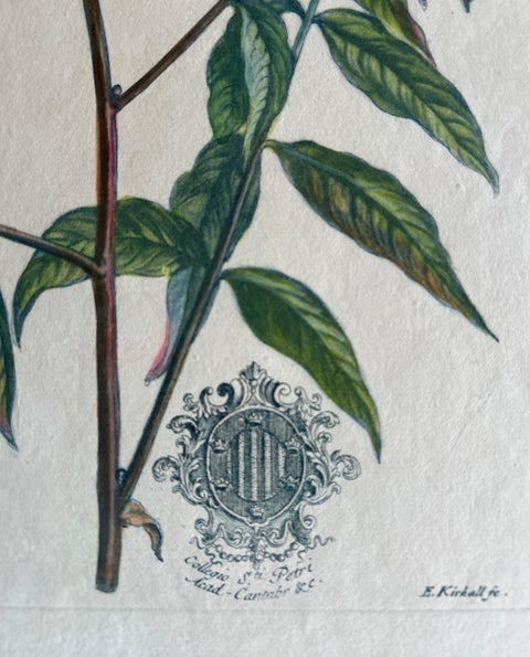 Set, Cassia Barbadensis & Marilandica, Botanical Prints by John Martyn c.1728, view 5