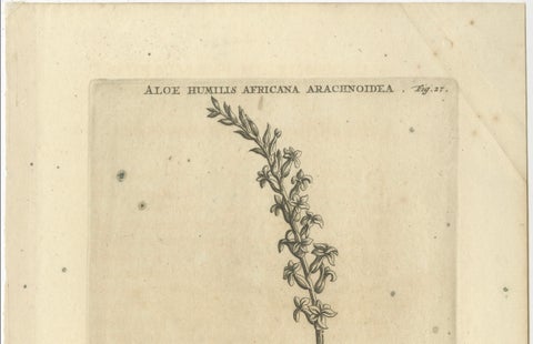 Aloe Humilis Africana Botanical Engraving from Caspar Commelin's Work, 1706, close-up 2