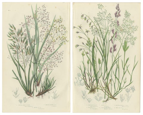 Club Moss Varieties, Hand-Colored Engravings, Victorian, 1873 Pair, view 4