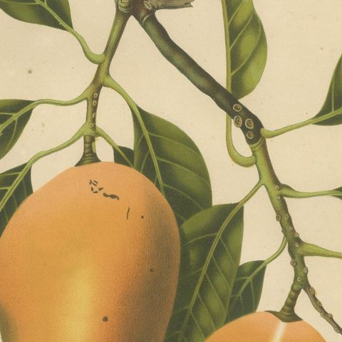 Antique Mango Botanical Chromolithograph by Hoola van Nooten, c. 1880, close-up 6