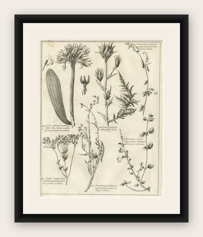 Antique Print of Stonecrop and Other Plants, 1773, shown framed
