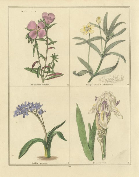 Antique Botanical Prints by B. Maund, Hand-Colored Pair, London c.1836, close-up 3