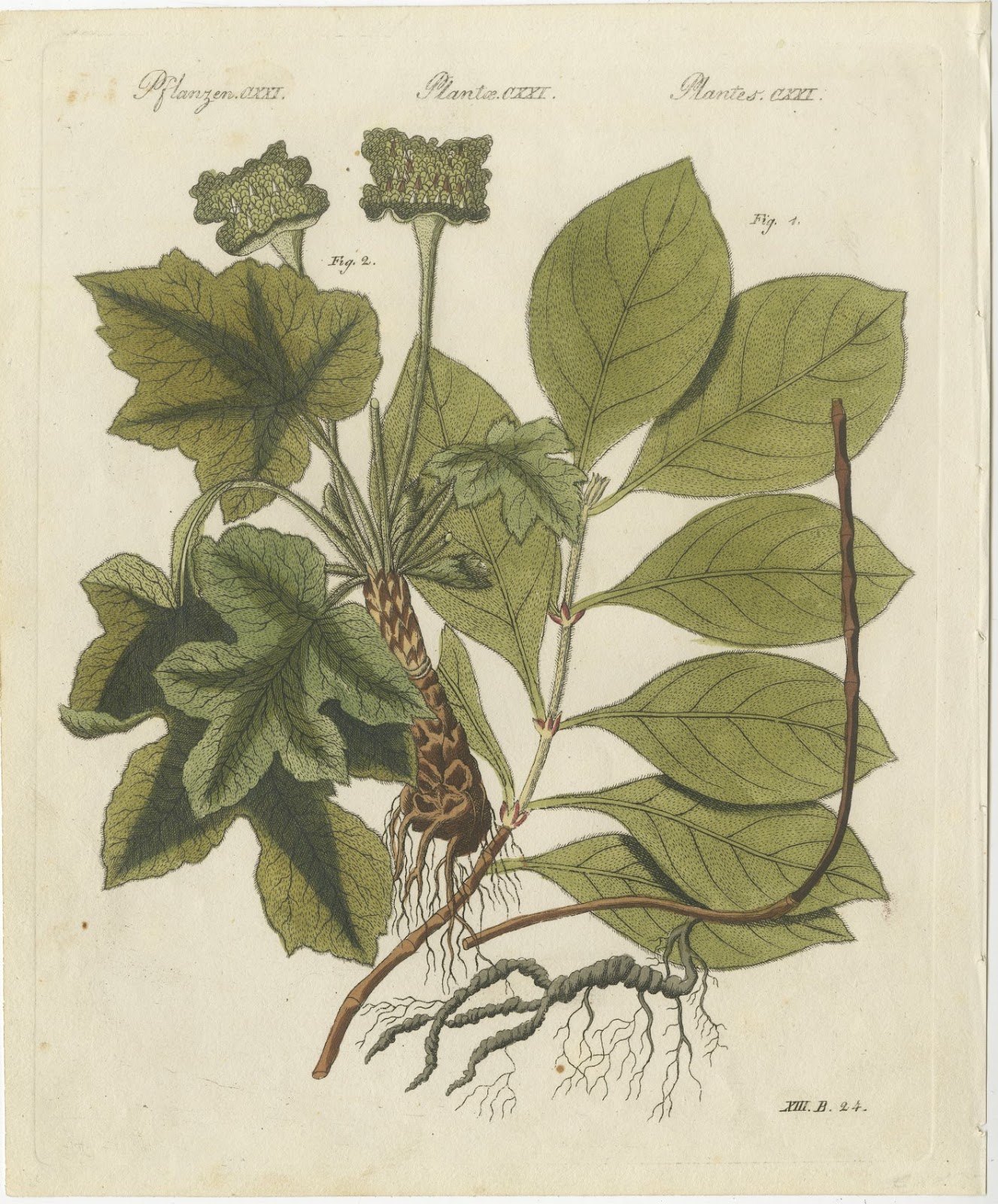 Ipecacuanha and Contrayerva Medicinal Roots, Antique Bertuch Print, circa 1812