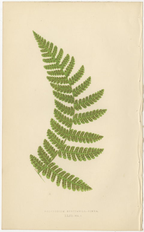 Collection of 10 Original Antique Tropical Fern Lithographs by E.J. Lowe, 1856, view 6