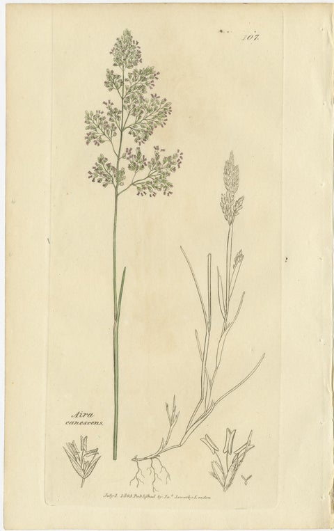 Eight Antique Botanical Engravings of Aira, Avena & Holcus Meadow Grasses, 1830, view 4