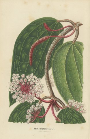 Hoya Macrophylla, Wax Plant in Flower Chromolithograph, 1859