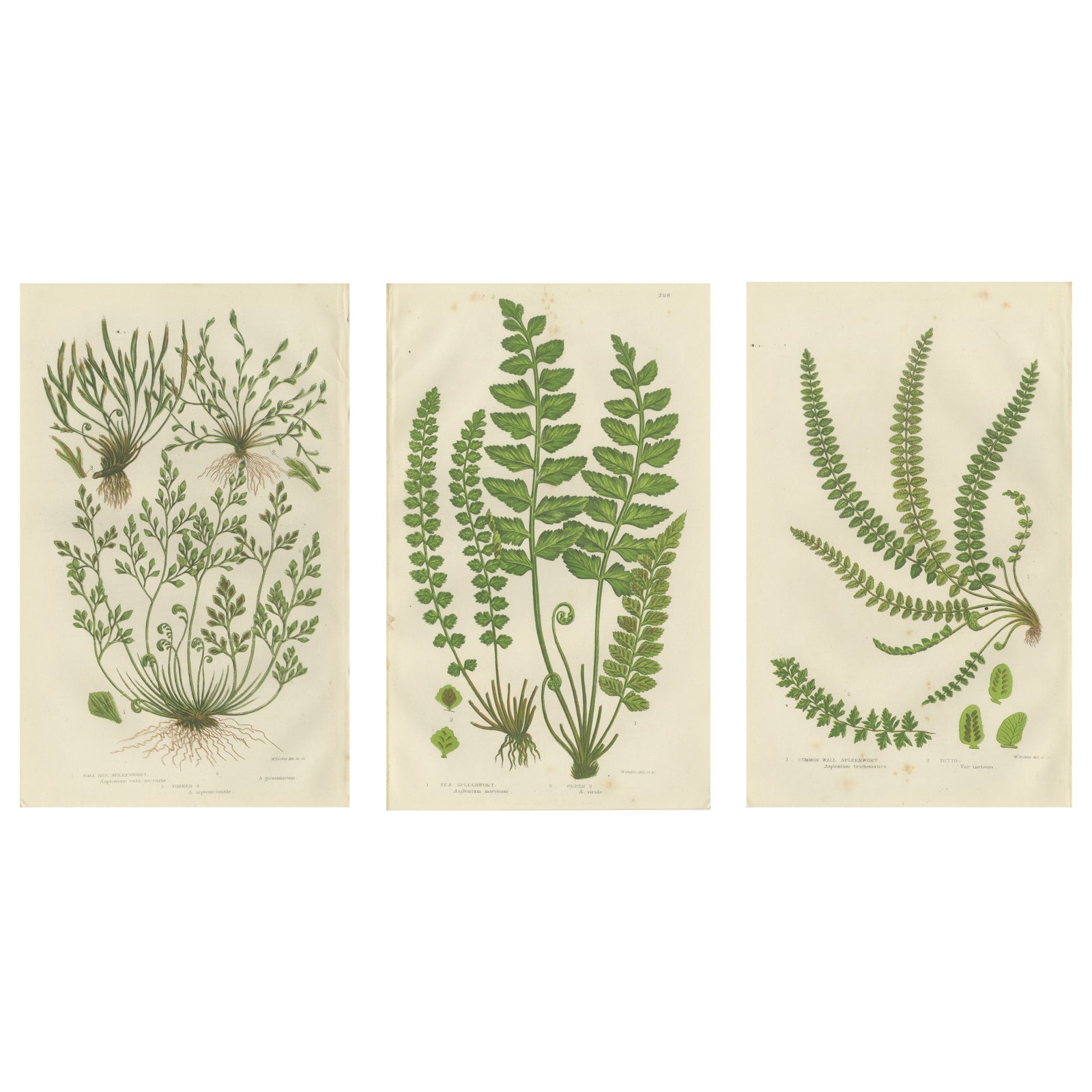Common Club Moss, Alpine Club Moss and Fir Club Moss, Botanical Triptych, 1873