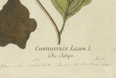 Convolvulus Jalapa Botanical Engraving, Icones Plantarum Medicinalium, 1788, close-up 1