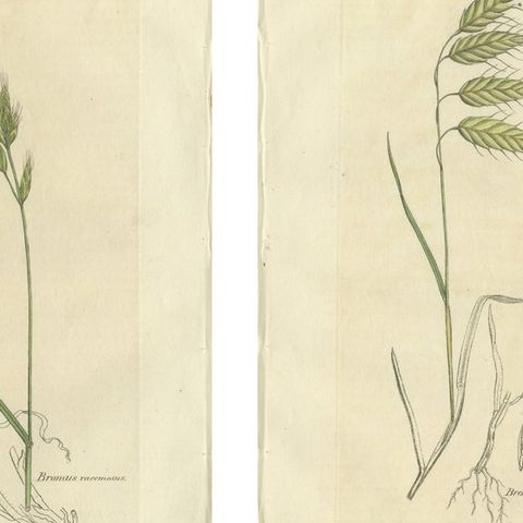 Set of 8 Antique Botanical Engravings of Bromus (Brome Grasses), c.1830, close-up 1