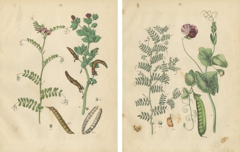 Antique Peas and Beans Botanical Prints, Legumes Study, Germany 1852, view 4