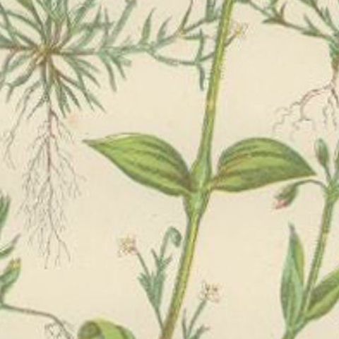 Antique Botany Print of Procumbent Pearl-Wort, c.1860, close-up 3
