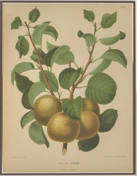 Golden Pear Cluster, Botanical Print, Dutch, ca. 1870 Chromolitho, close-up 3