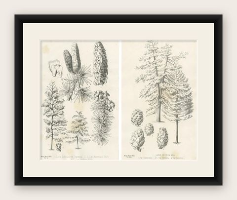 Set of 2 Antique Botany Prints, Larix Decidua 'c.1880', shown framed