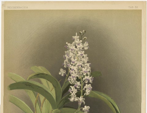 Antique Botanical Print, Lavender-White Orchid Saccolabium coeleste, ca.1888, close-up 2
