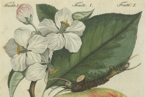 Botanical Study of an Apple and Blossoms: Hand-Colored 19th-Century Engraving, close-up 2
