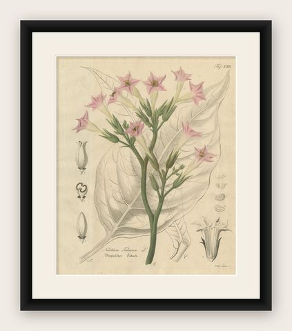 Antique Tobacco Botanical Print, Nicotiana Tabacum, c.1831, shown framed